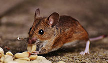 24 Hour & Emergency Exterminators in Kinston, NC